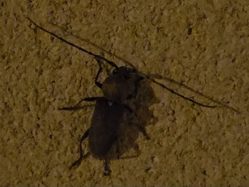 Hesperophanes sericeus