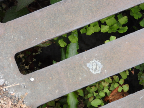 Pteris parkeri, photograph 6