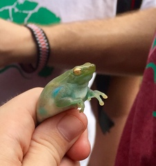 Sphaenorhynchus lacteus