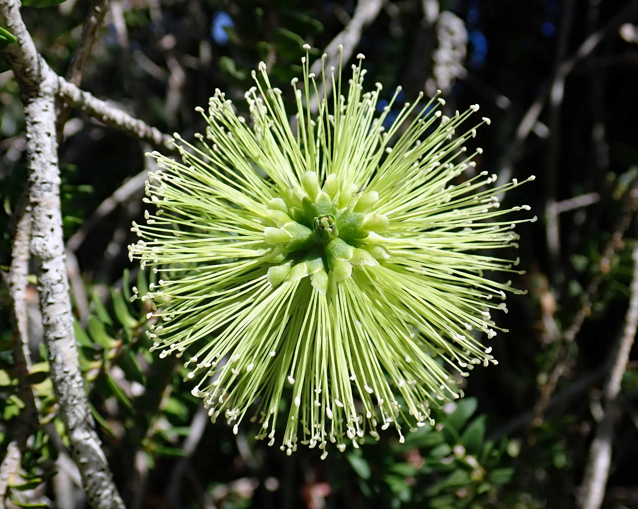 Melaleuca diosmifolia