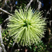 Melaleuca diosmifolia - Photo no hay derechos reservados, subido por Peter de Lange