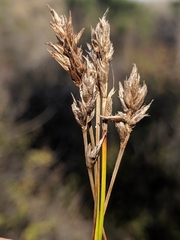 Schoeneae