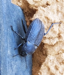 Eleodes tricostata