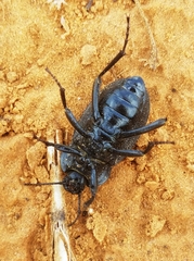 Eleodes tricostata