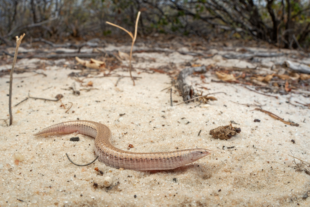 Calyptommatus leiolepis