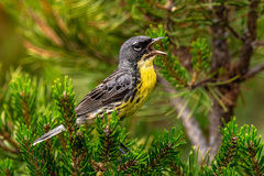 Kirtland's Warbler photo 1