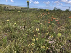Leucadendron elimense elimense