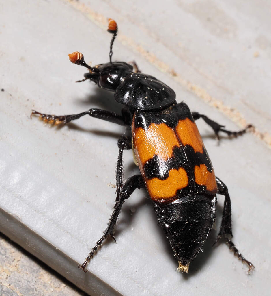 Nicrophorus hybridus