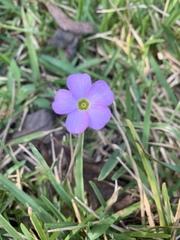 Oxalis violacea