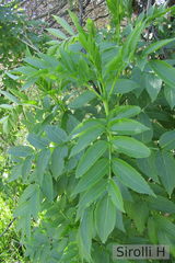 Sambucus australis