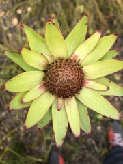Leucadendron elimense elimense