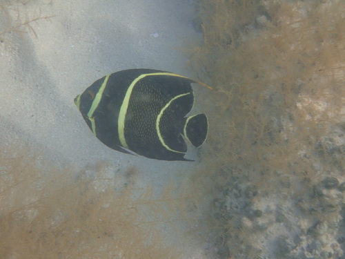 French angelfish