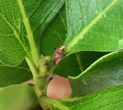 Chinamiris indeclivis