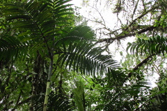 Chamaedorea linearis