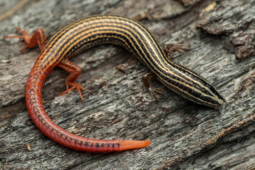 Vanzosaura