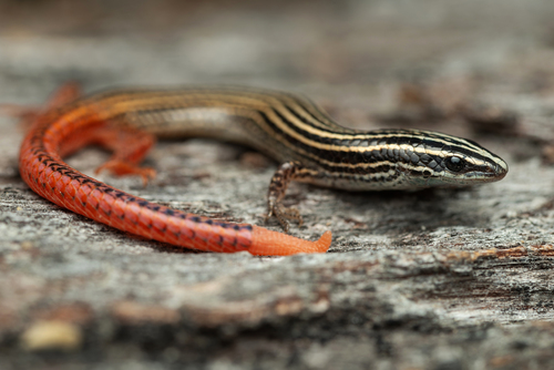 Vanzosaura multiscutata
