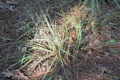 Eragrostis intermedia