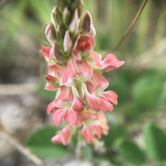 Indigofera spicata