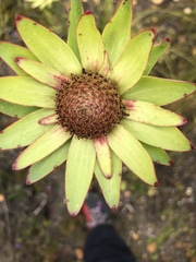 Leucadendron elimense elimense