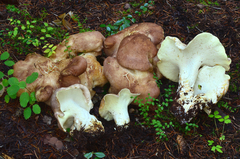 Albatrellaceae