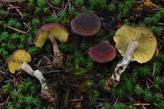 Calocybe onychina