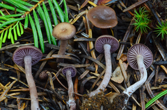 Pseudoomphalina angelesiana