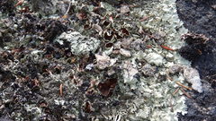 Arctoparmelia centrifuga