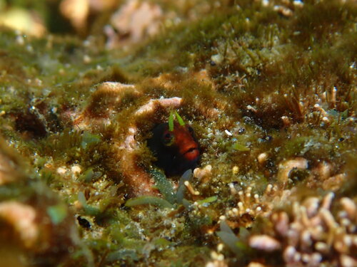 Angel blenny (Coralliozetus angelicus) — Chaenopsidae — 4