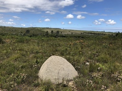 Leucadendron elimense elimense