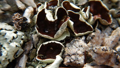 Arctoparmelia centrifuga
