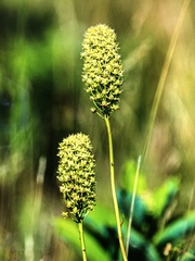 Stenanthium