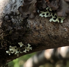 Hypotrachyna sinuosa