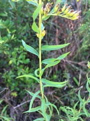 Solidago tortifolia