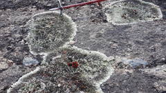 Arctoparmelia centrifuga