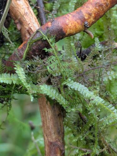 Chiloscyphus greenwelliae observed 2025-06-28