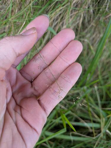 Agrostis capillaris observed 2025-06-28
