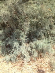 Tamarix nilotica