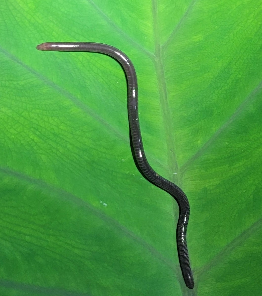 Keri Blind Caecilian