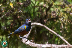 Euphonia pectoralis