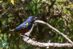 Euphonia pectoralis