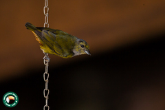 Euphonia pectoralis
