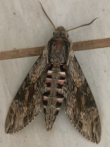 Convolvulus Hawkmoth
