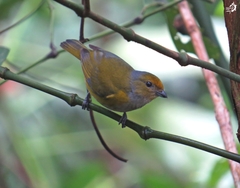 Euphonia pectoralis