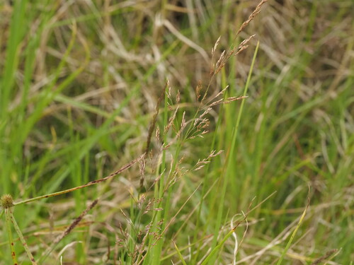 Agrostis capillaris observed 2025-06-28