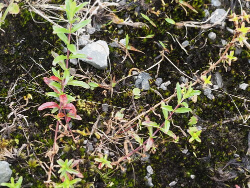 Aboriginal willowherb (Epilobium billardiereanum)