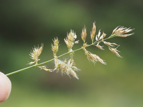Polypogon fugax observed 2025-06-28