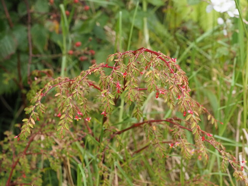 Begonia foliosa observed 2025-06-28