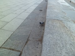 Columba livia domestica