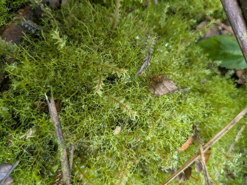 Lepidozia sandvicensis observed 2025-06-28