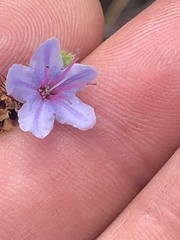 Lobostemon paniculatus